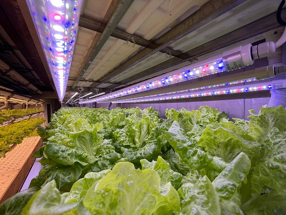 Container plant factory 